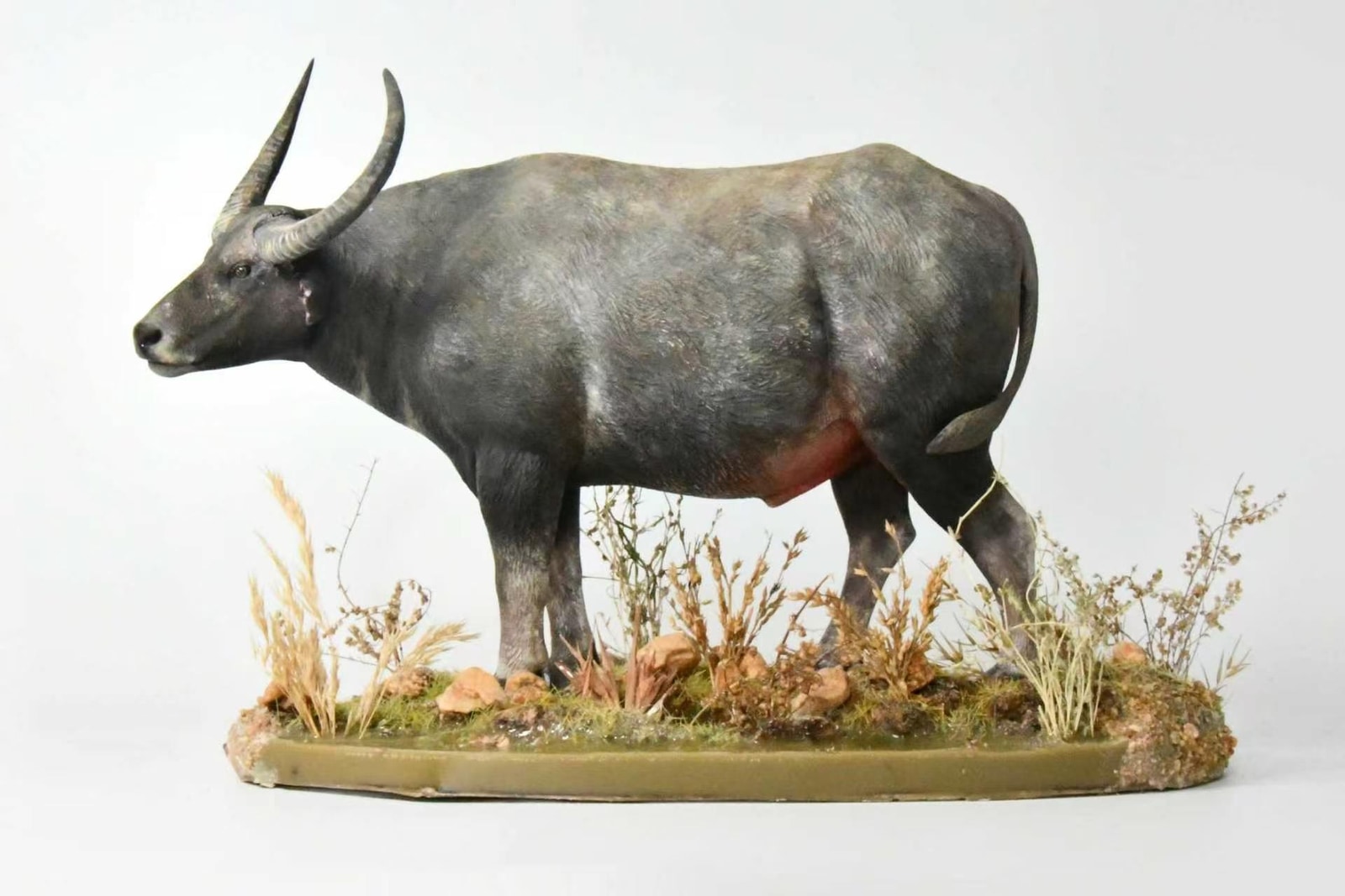 亚洲野水牛作品展示