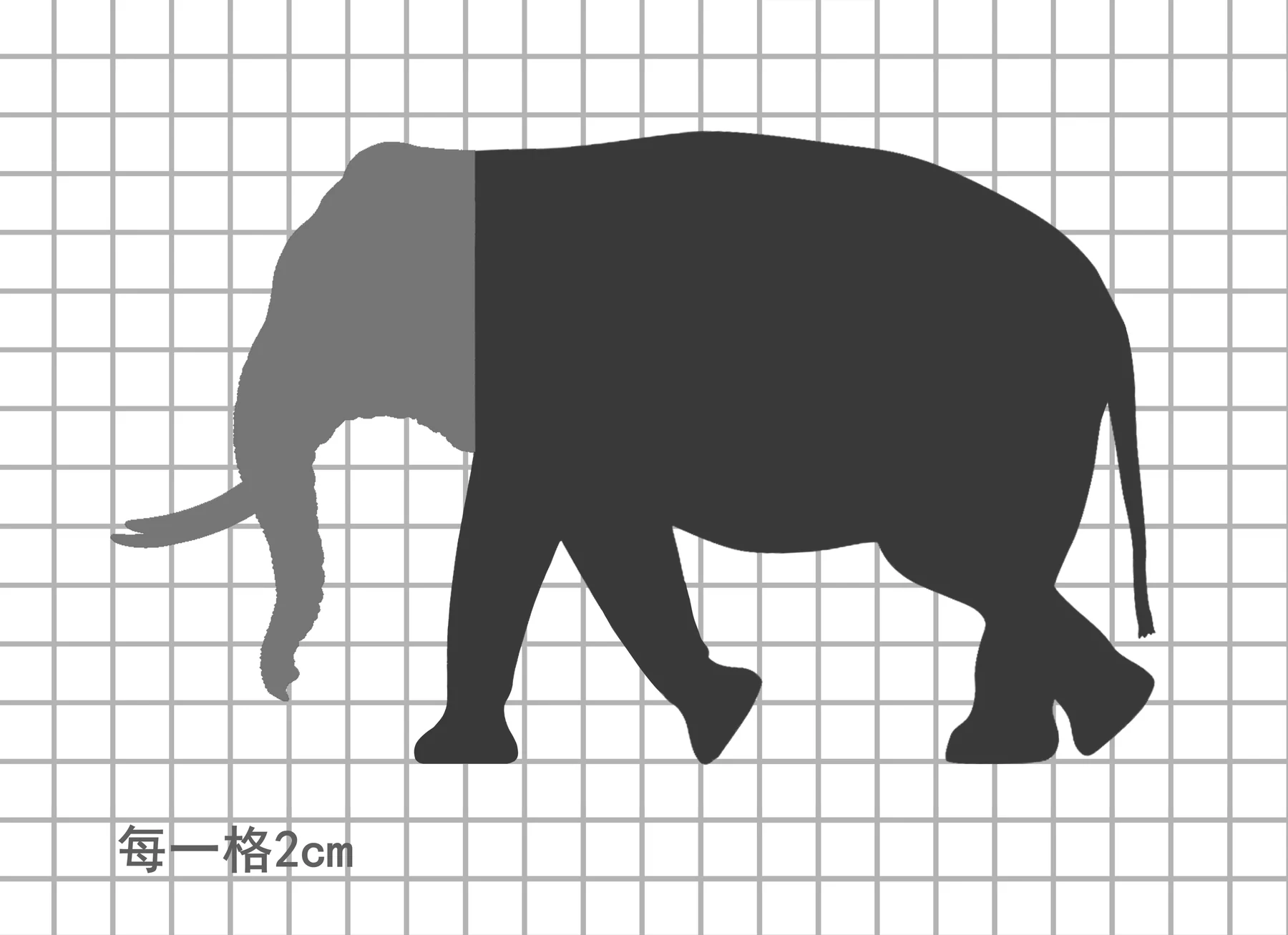 兽头系列限定款亚洲象比例图