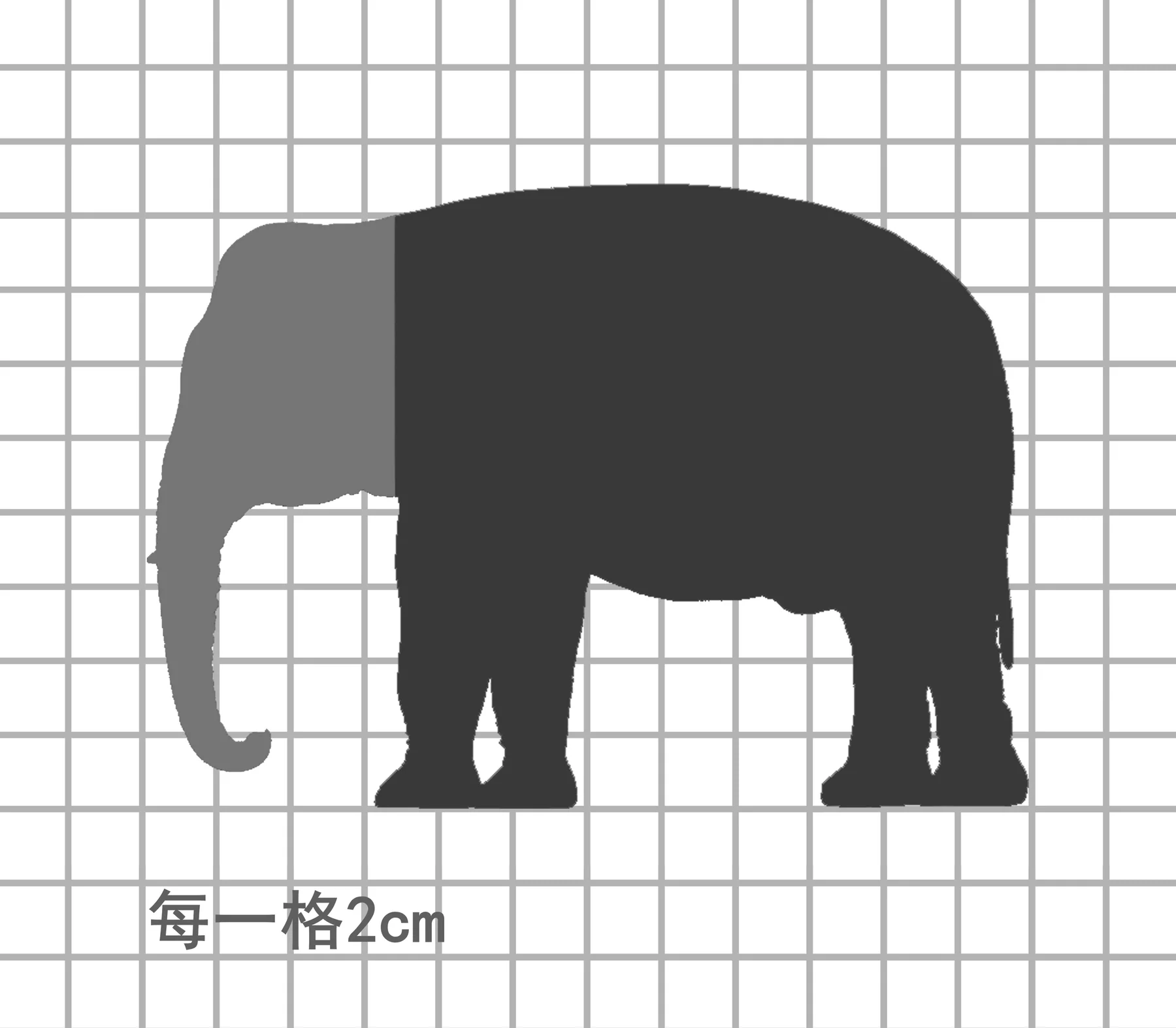 兽头系列限定款婆罗洲侏儒象比例图