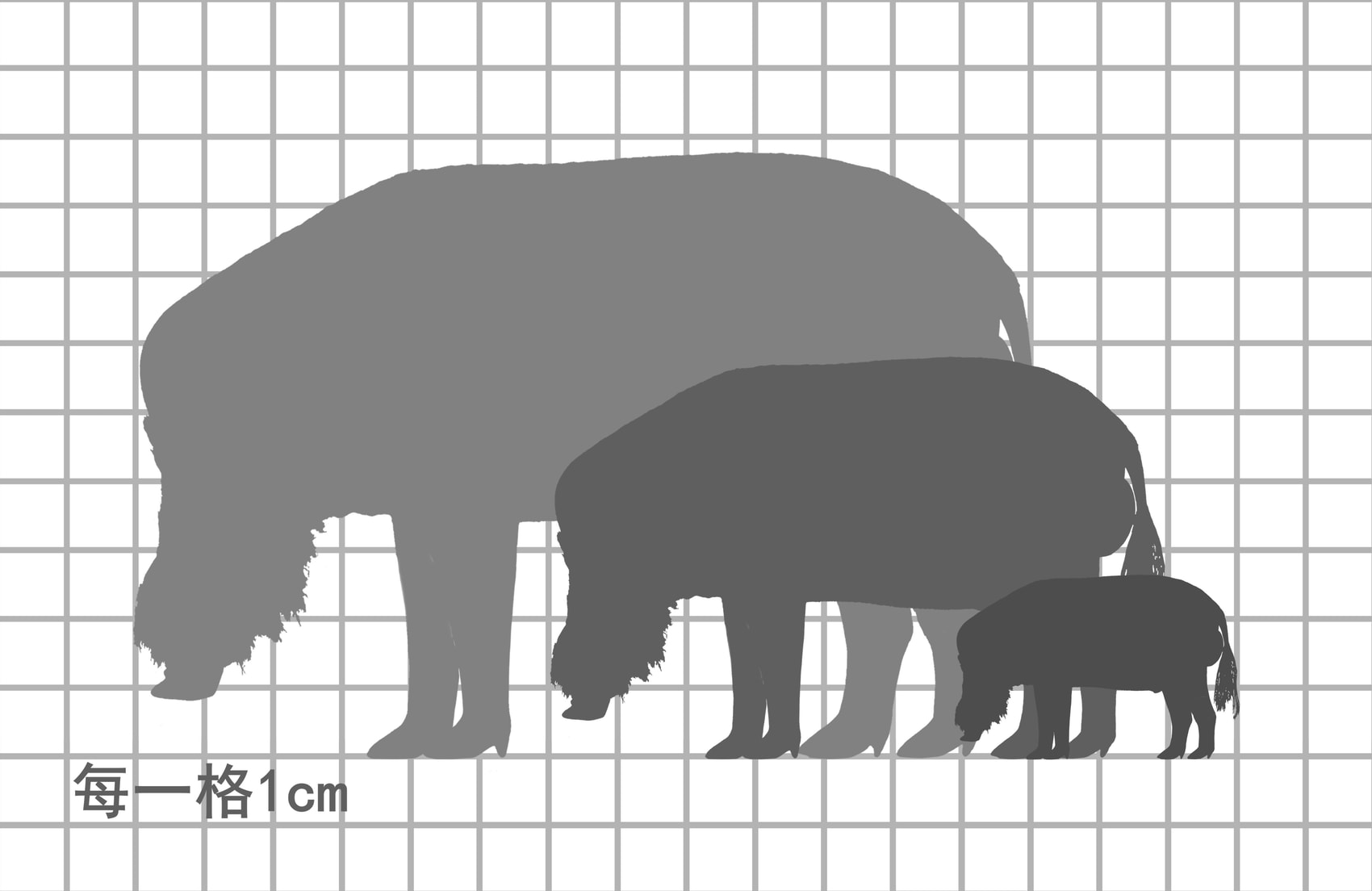 婆罗洲须猪尺寸比例图，每一格1cm