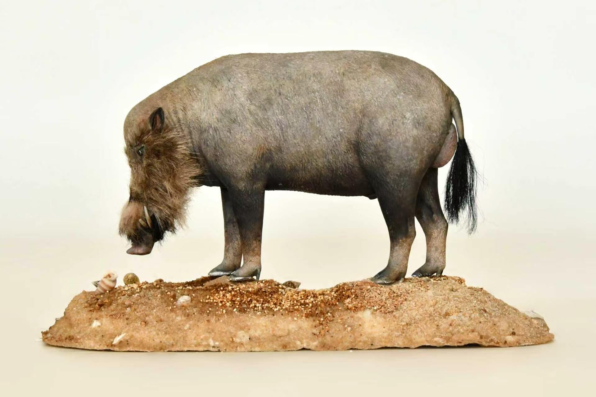 婆罗洲须猪作品展示