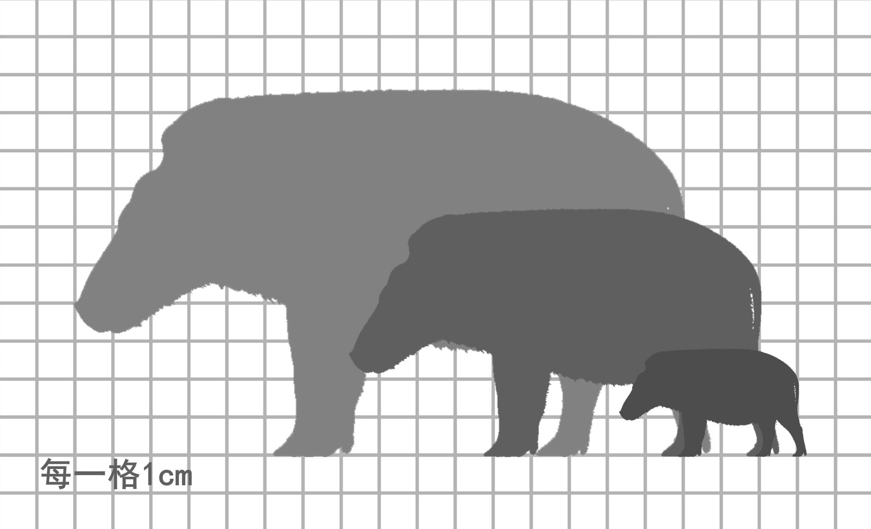 大林猪尺寸比例图，每一格1cm