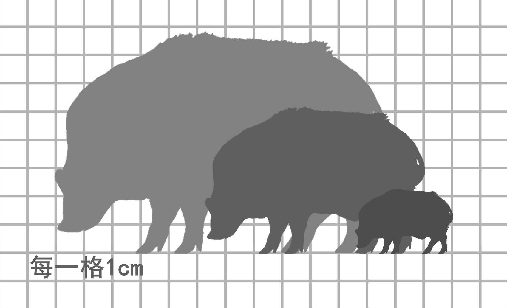 红河猪尺寸比例图，每一格1cm