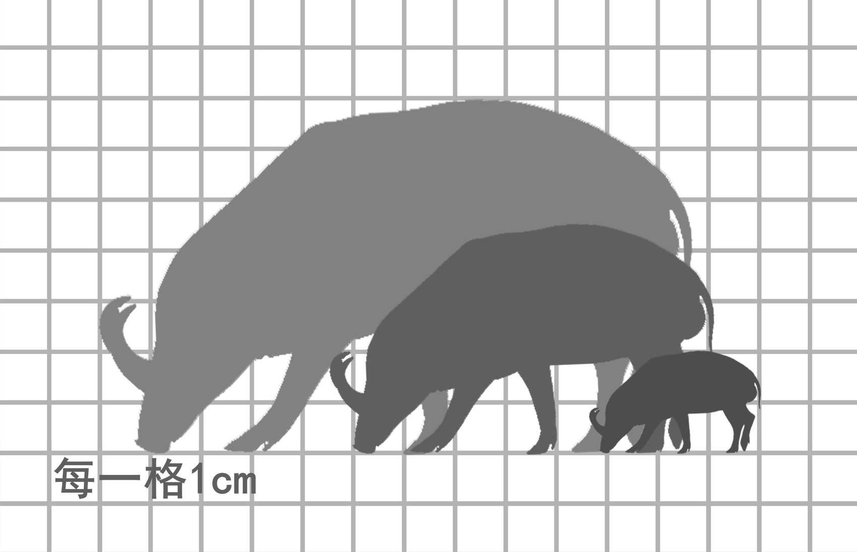 苏拉威西鹿豚尺寸比例图，每一格1cm