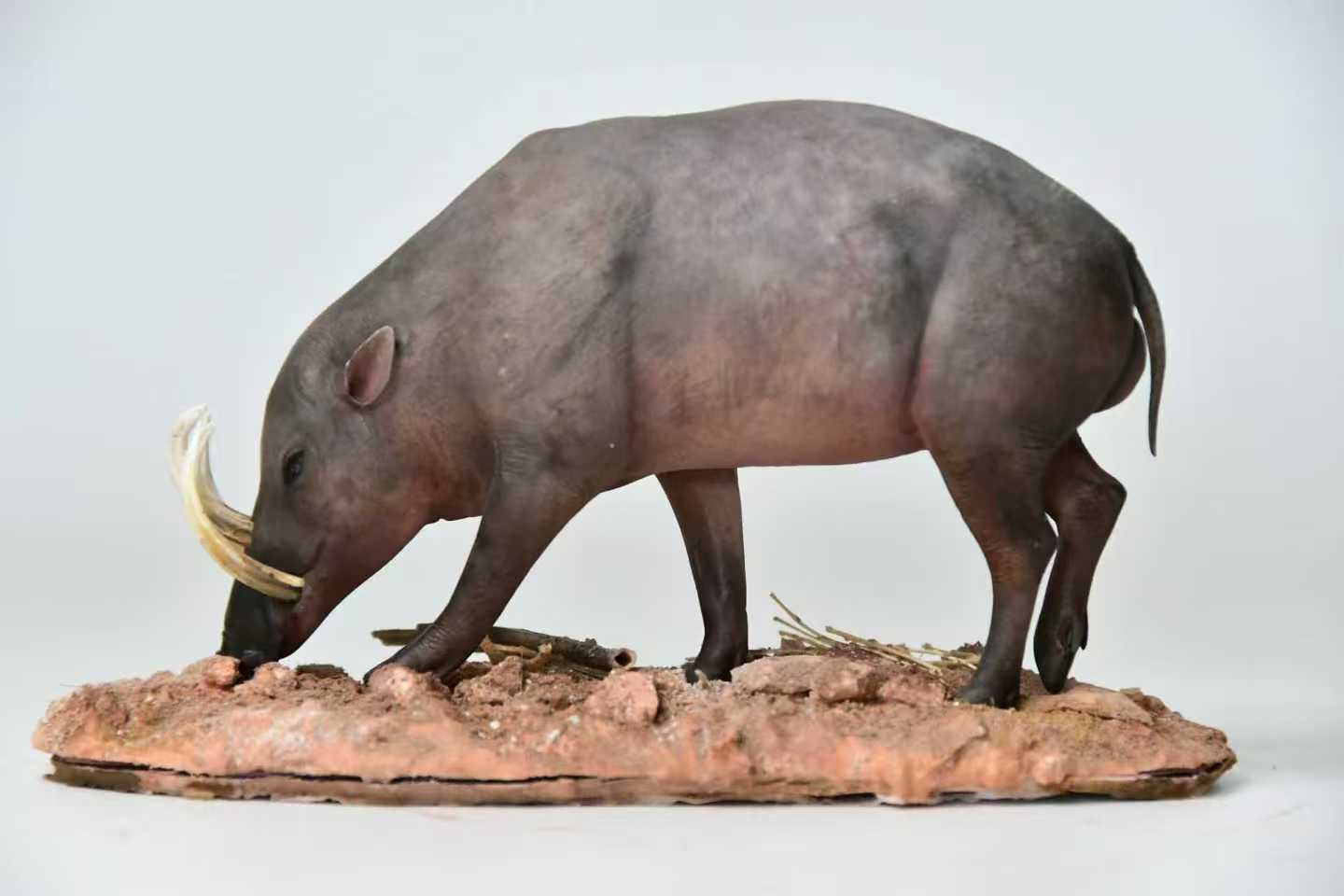 苏拉威西鹿豚作品展示