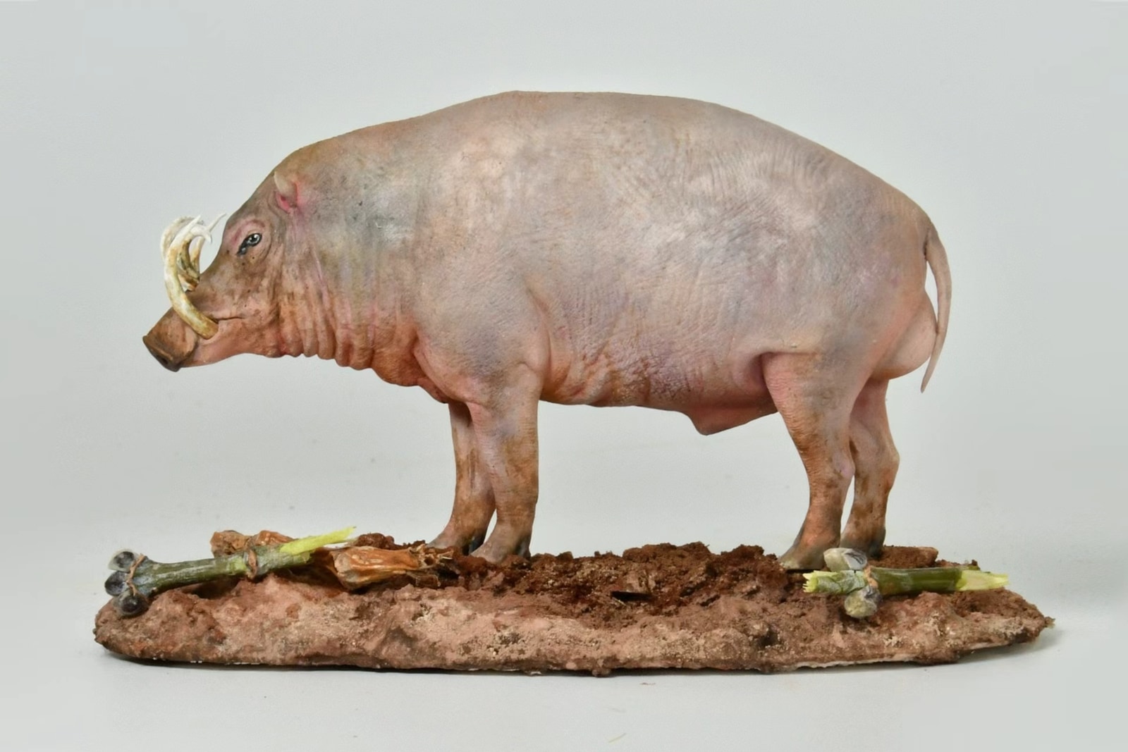 托吉安鹿豚作品展示