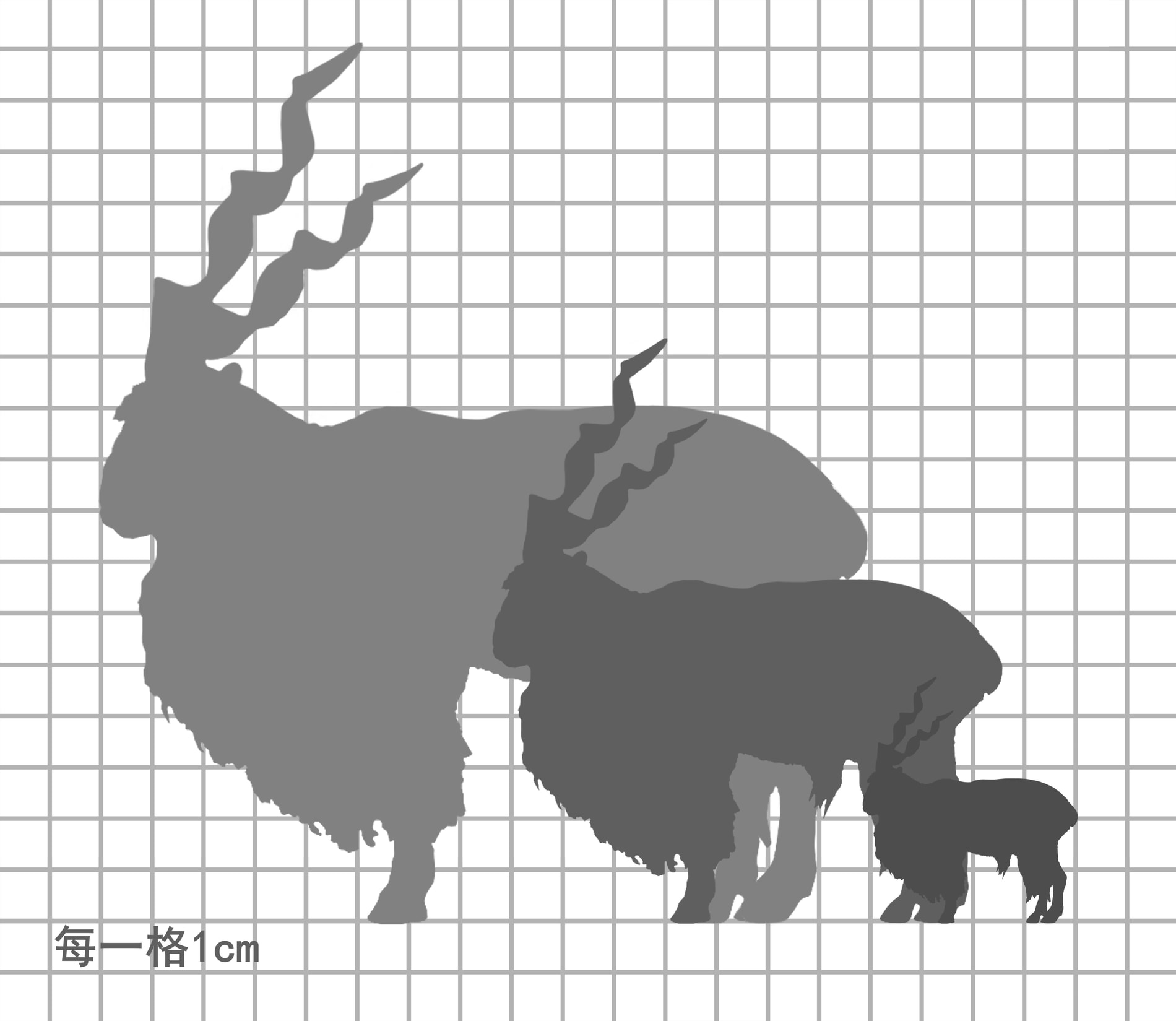 捻角山羊尺寸比例图，每一格 5cm