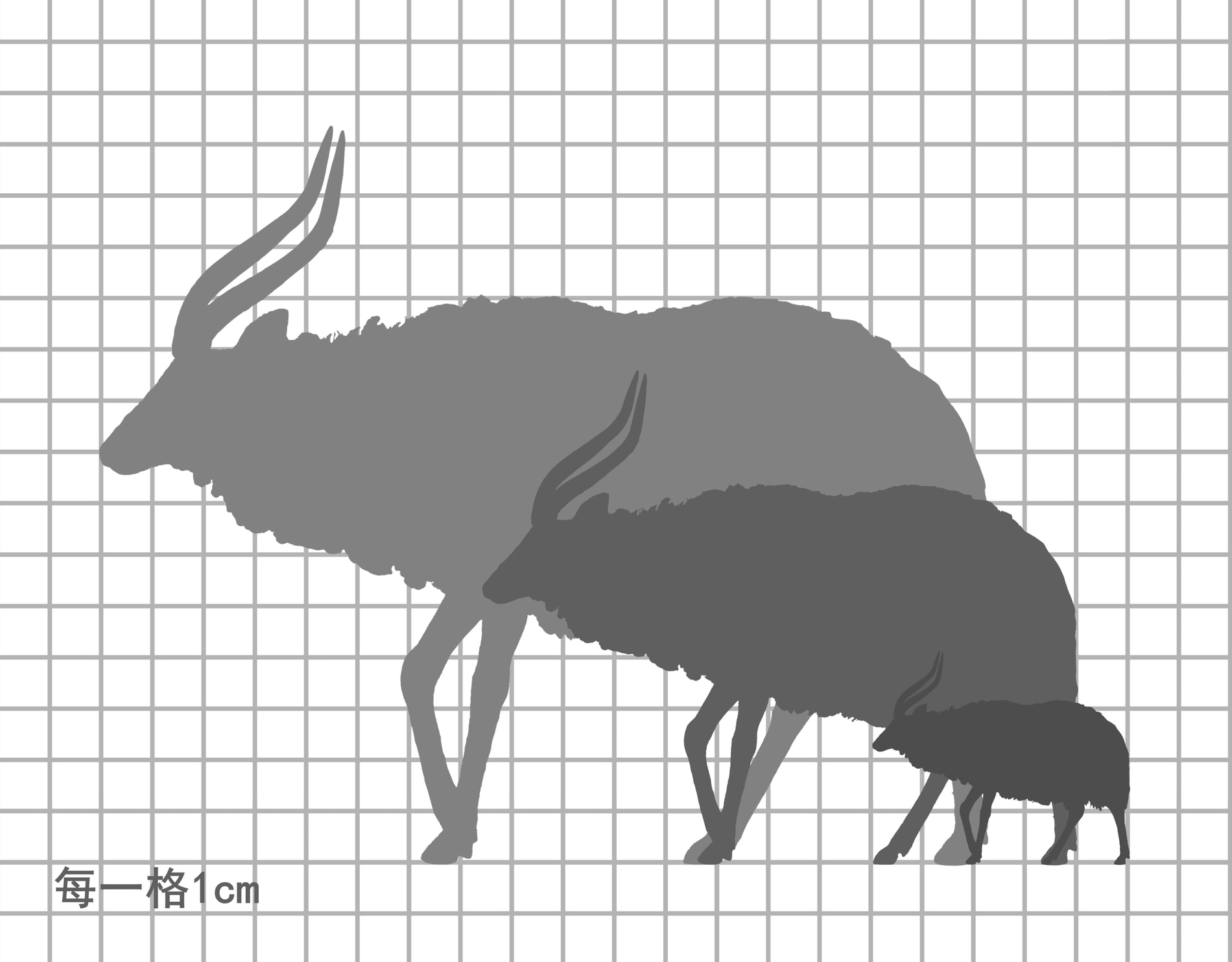 安氏林羚尺寸比例图，每一格 5cm