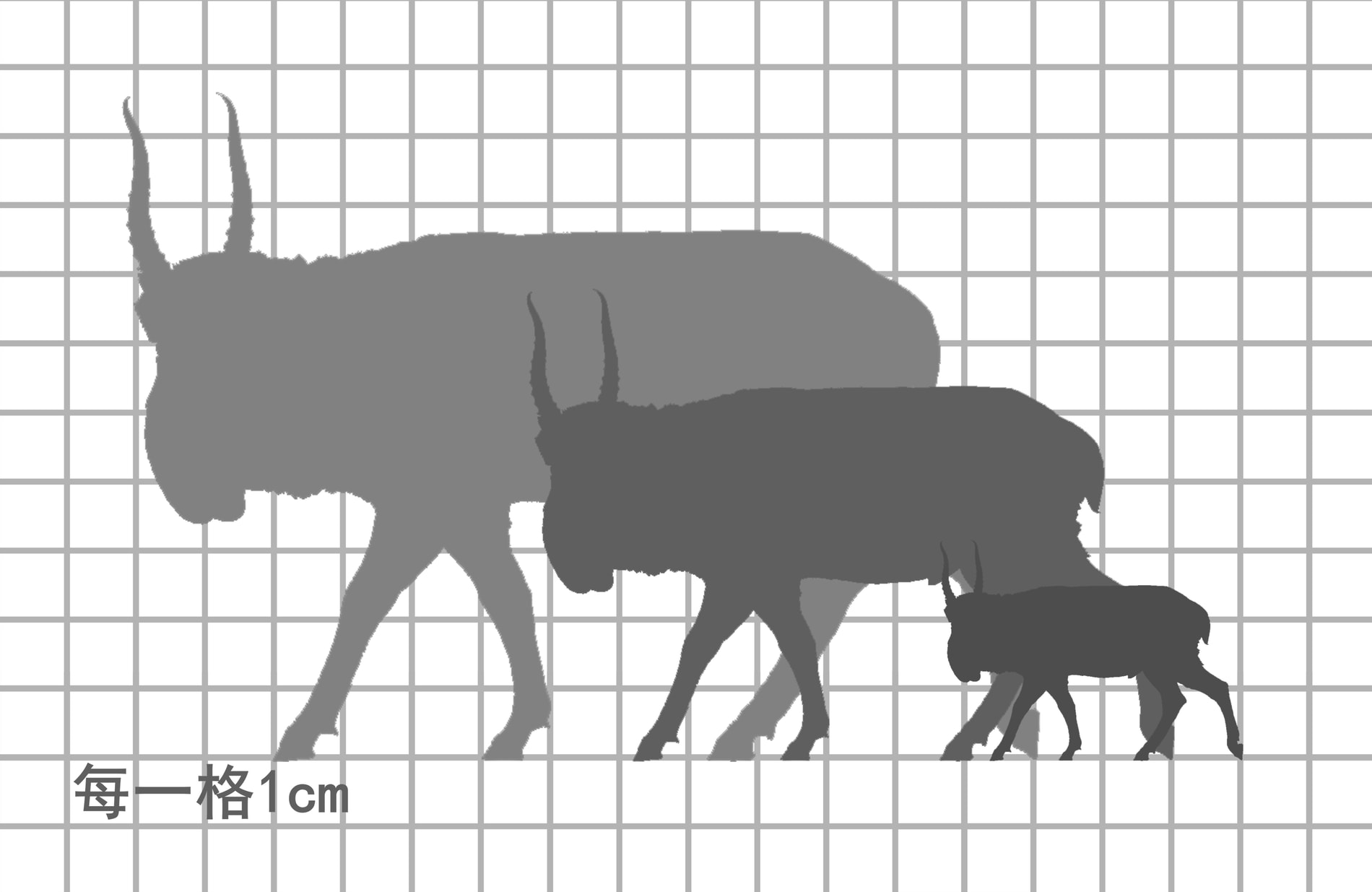 高鼻羚羊尺寸比例图，每一格 5cm