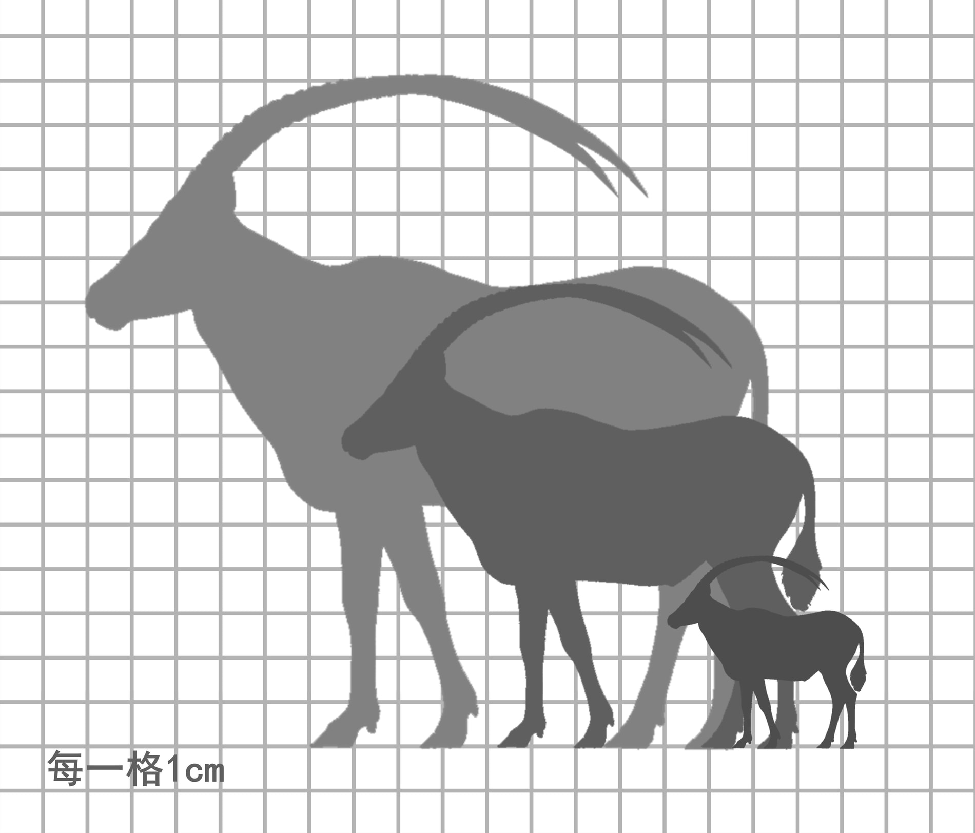 弯角剑羚尺寸比例图，每一格 5cm