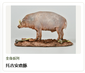 托吉安鹿豚作品卡片