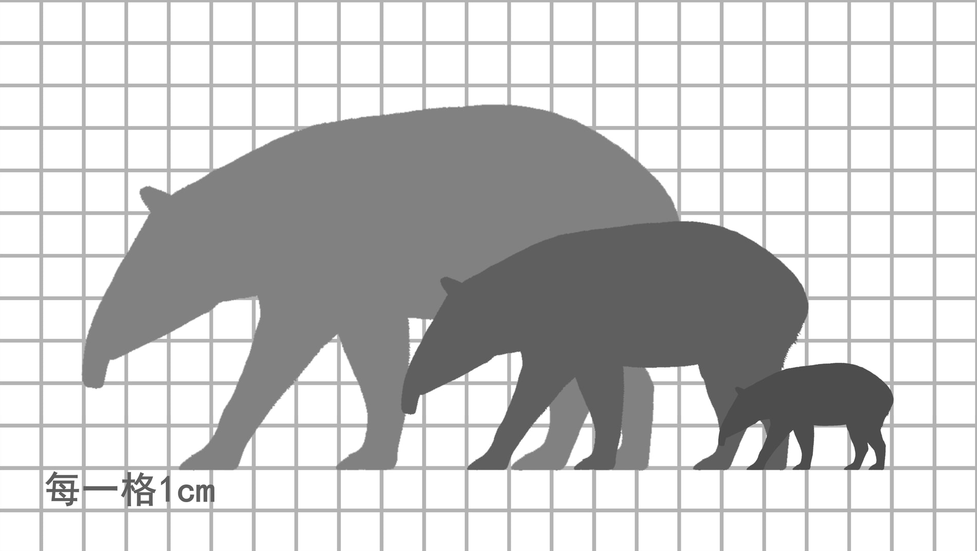 山地貘尺寸比例图，每一格 1cm