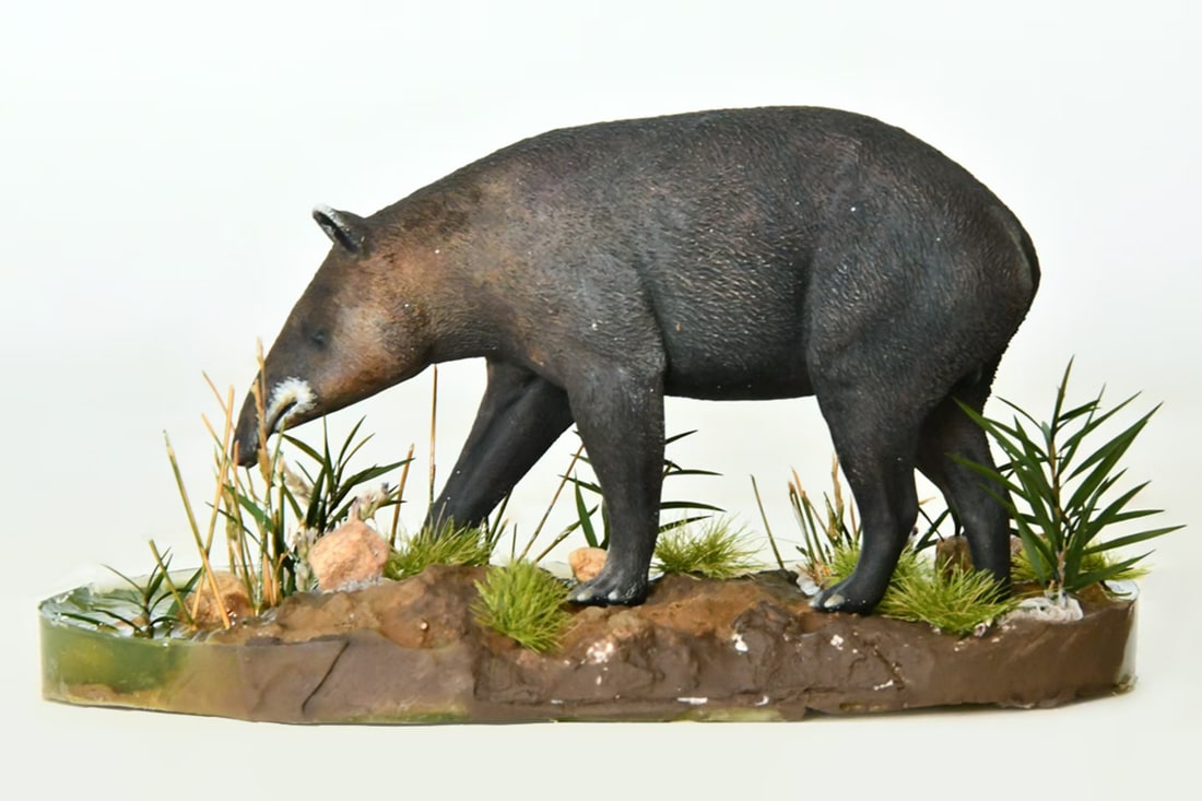 山地貘作品展示