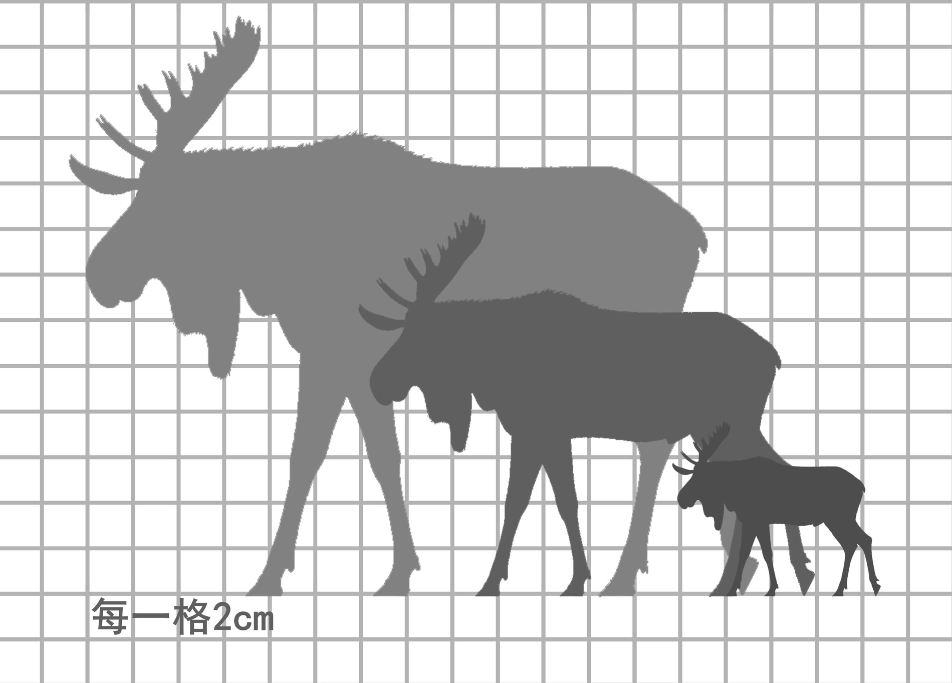北美驼鹿尺寸比例图，每一格 2cm