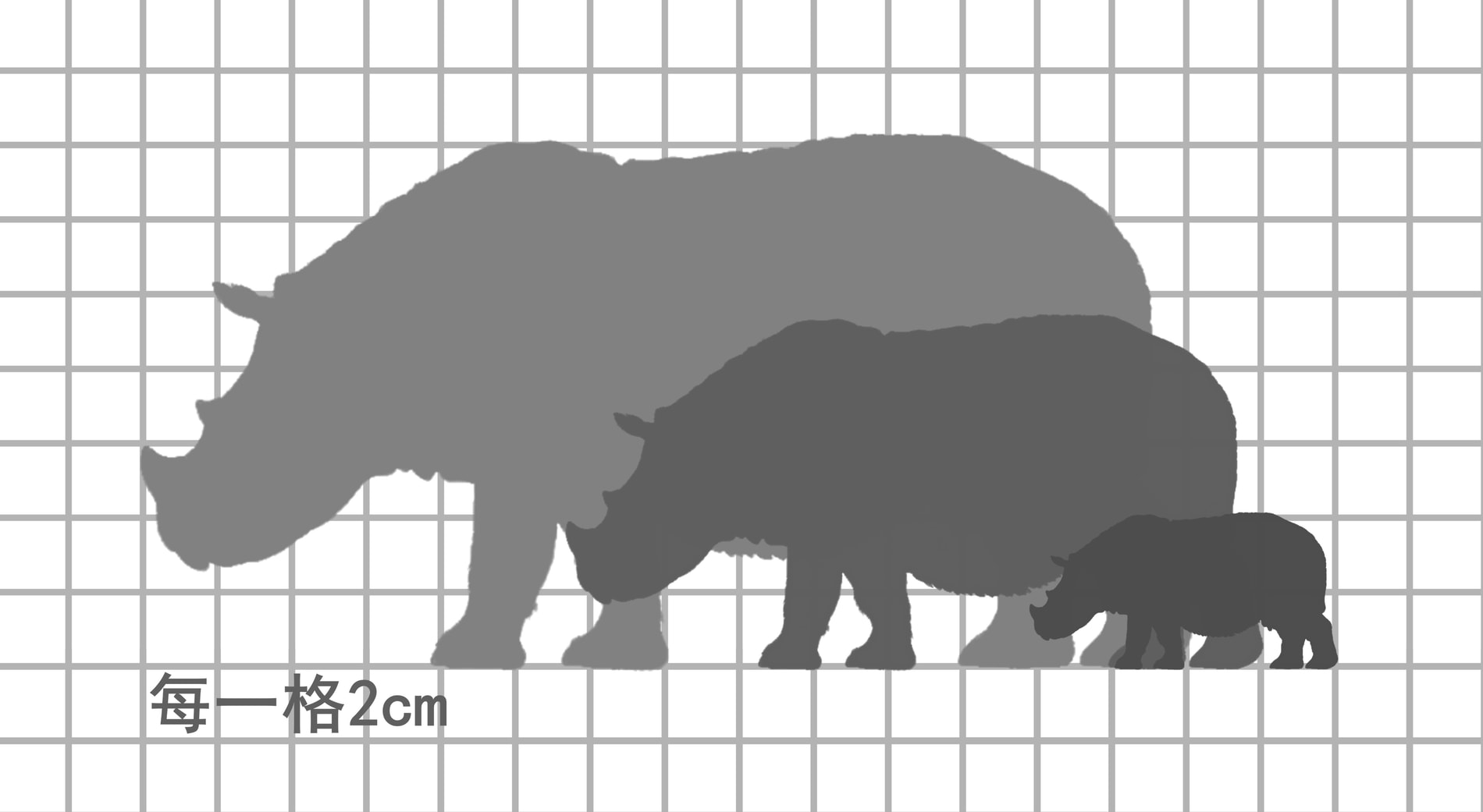 苏门答腊犀牛尺寸比例图，每一格 2cm